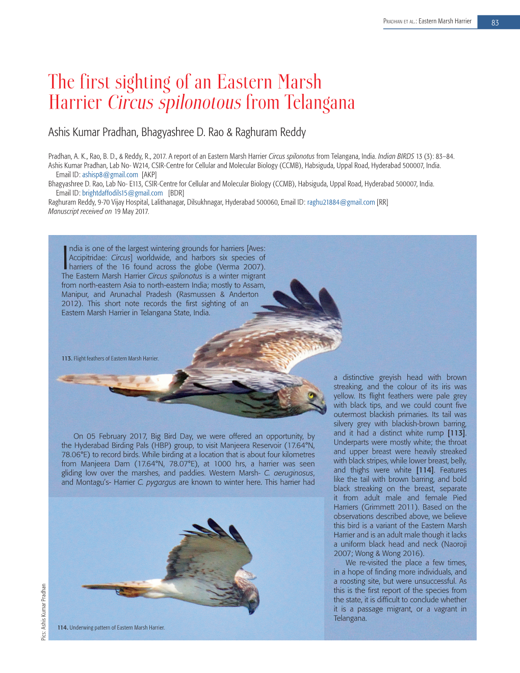 The First Sighting of an Eastern Marsh Harrier Circus Spilonotous from Telangana