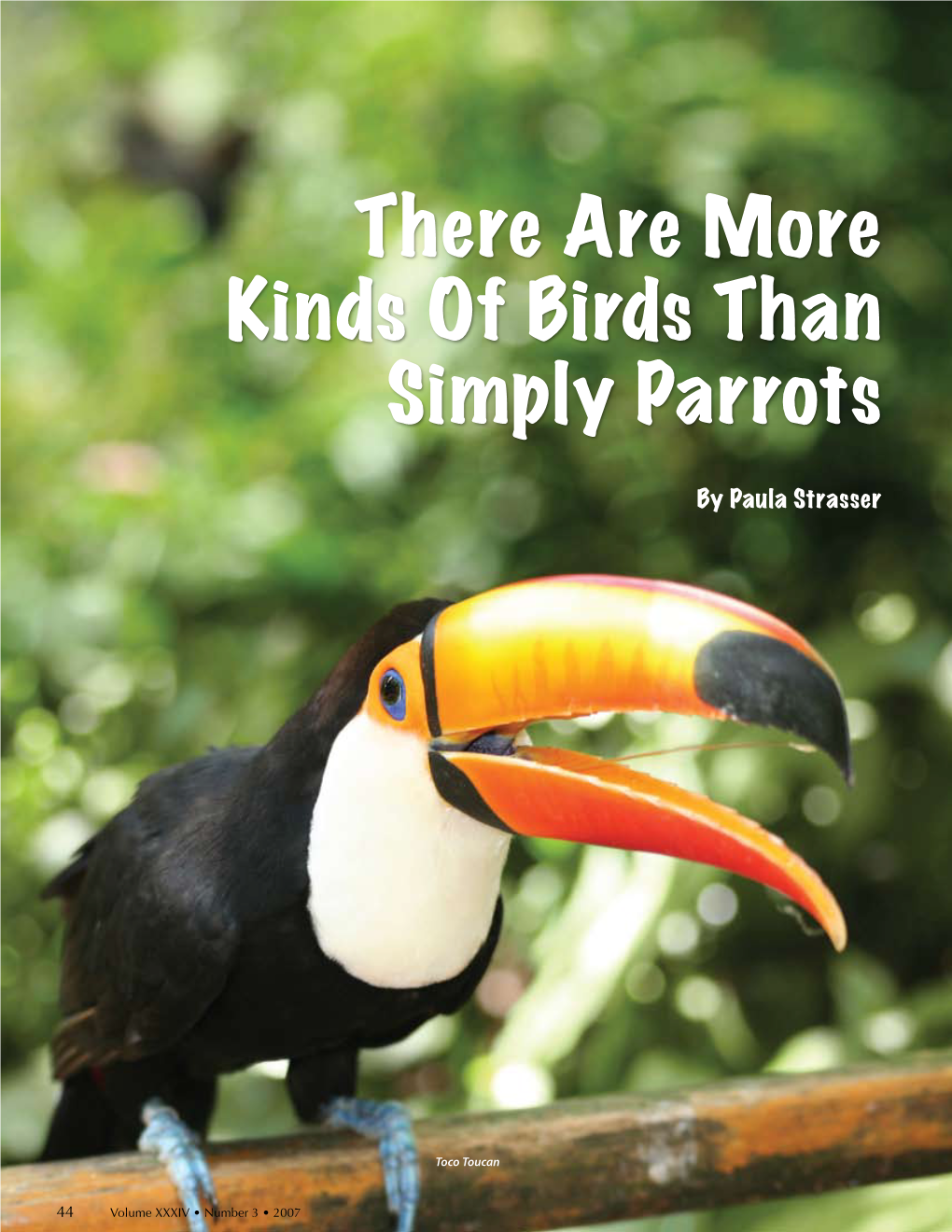 There Are More Kinds of Birds Than Simply Parrots