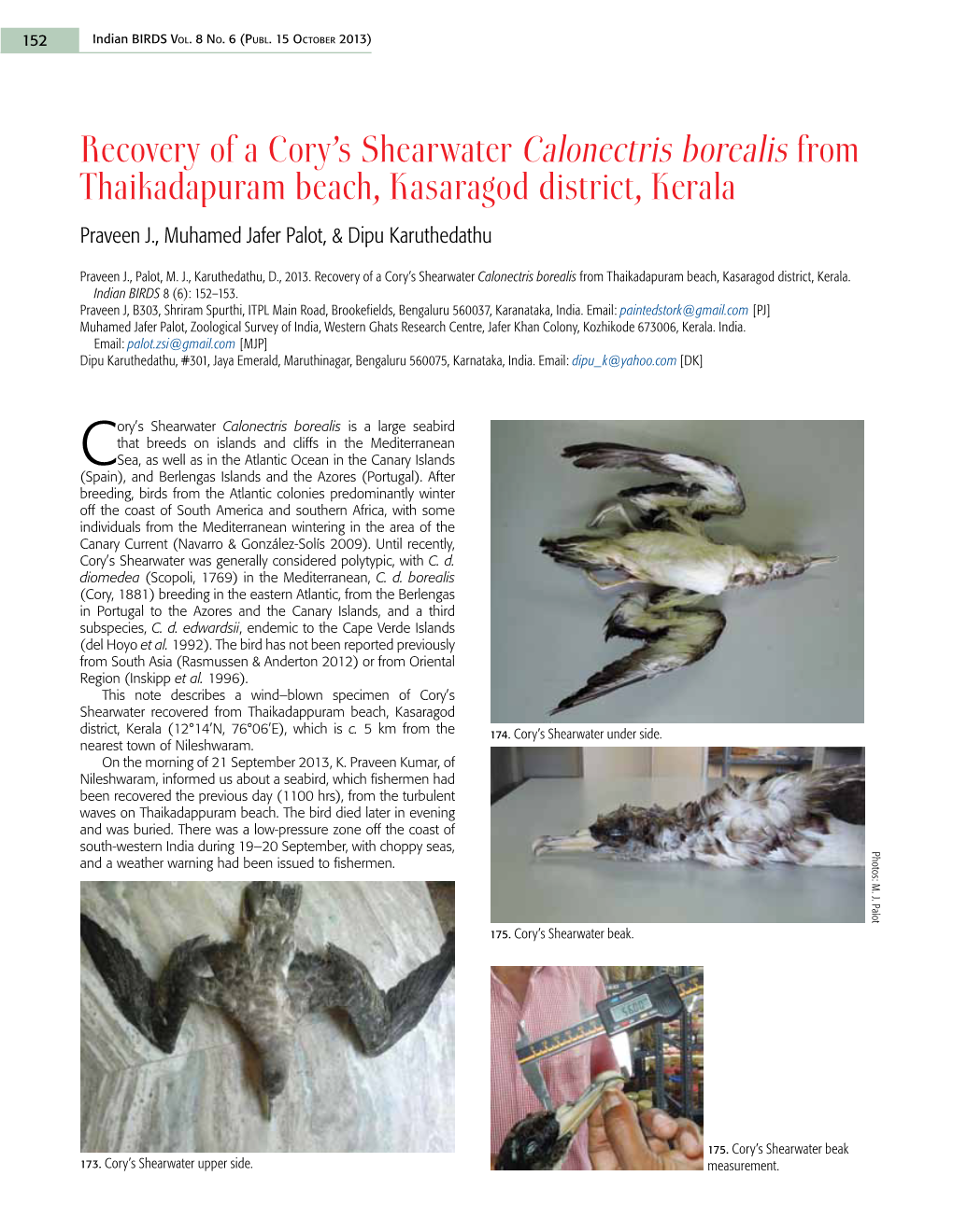 Recovery of a Cory's Shearwater Calonectris Borealis from Thaikadapuram Beach, Kasaragod District, Kerala