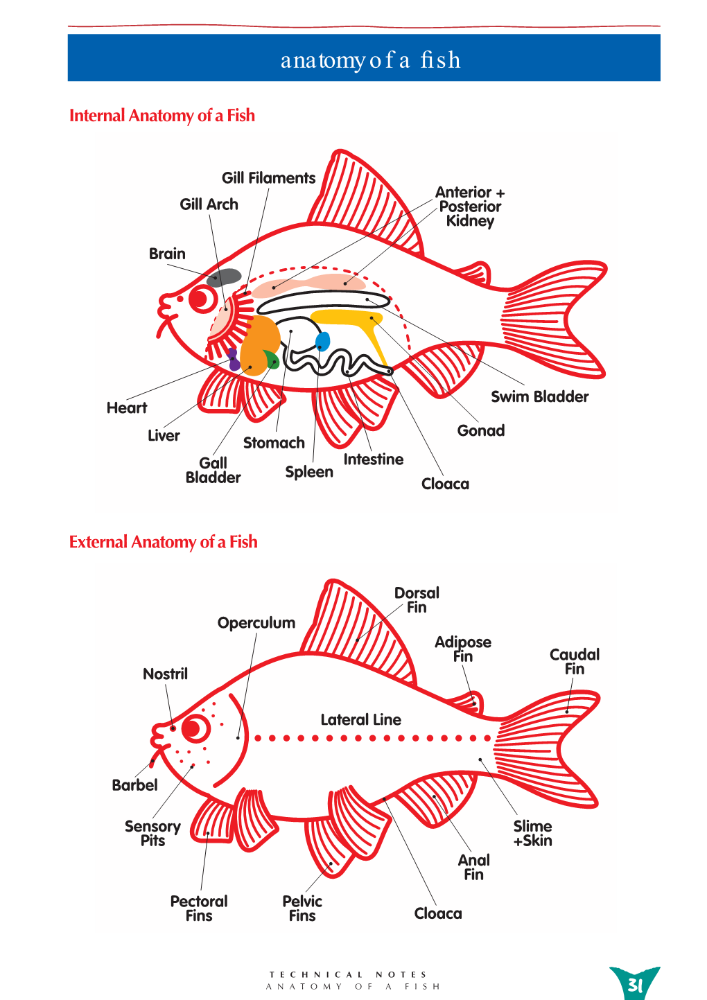 Anatomy of a Fish