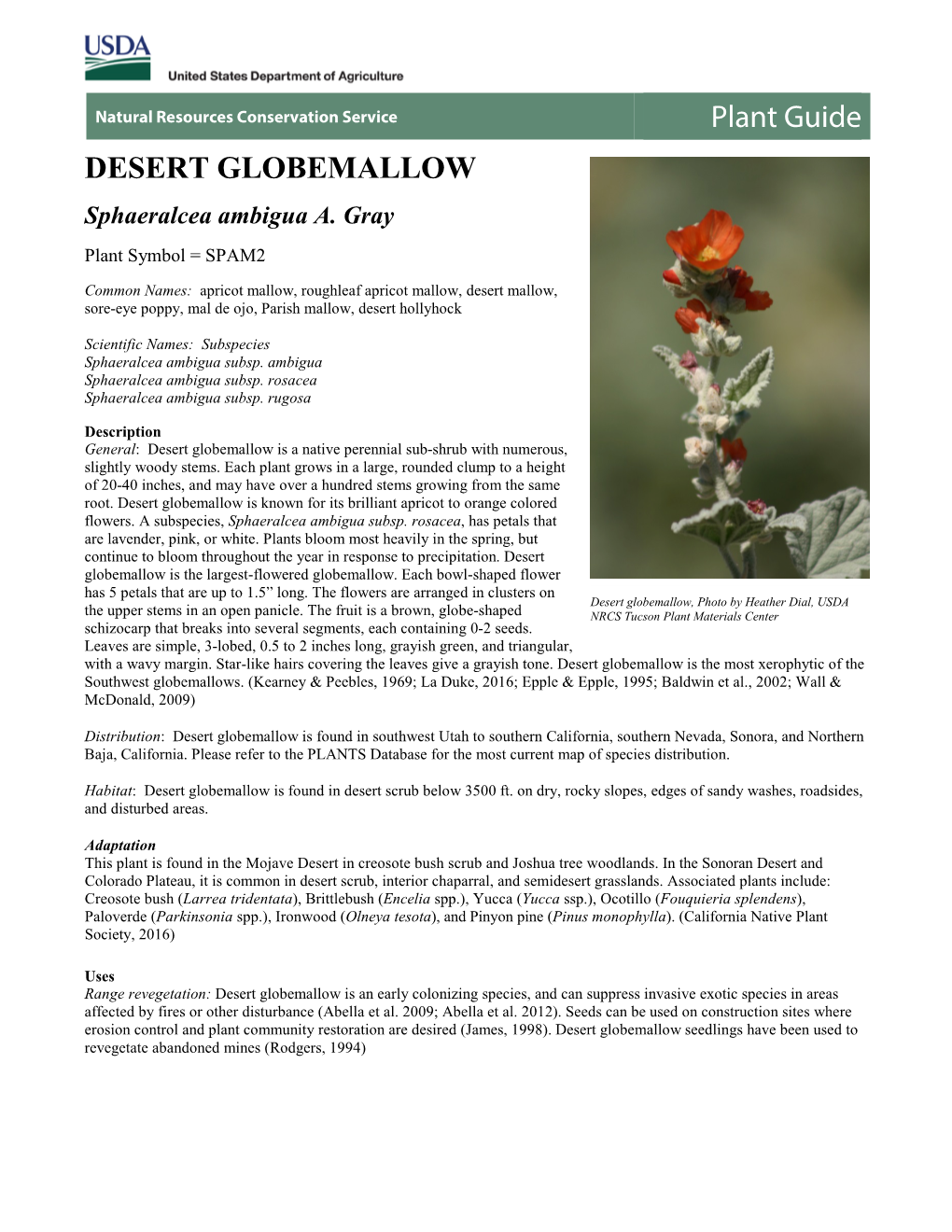 Desert Globemallow (Sphaeralcea Ambigua) Plant Guide