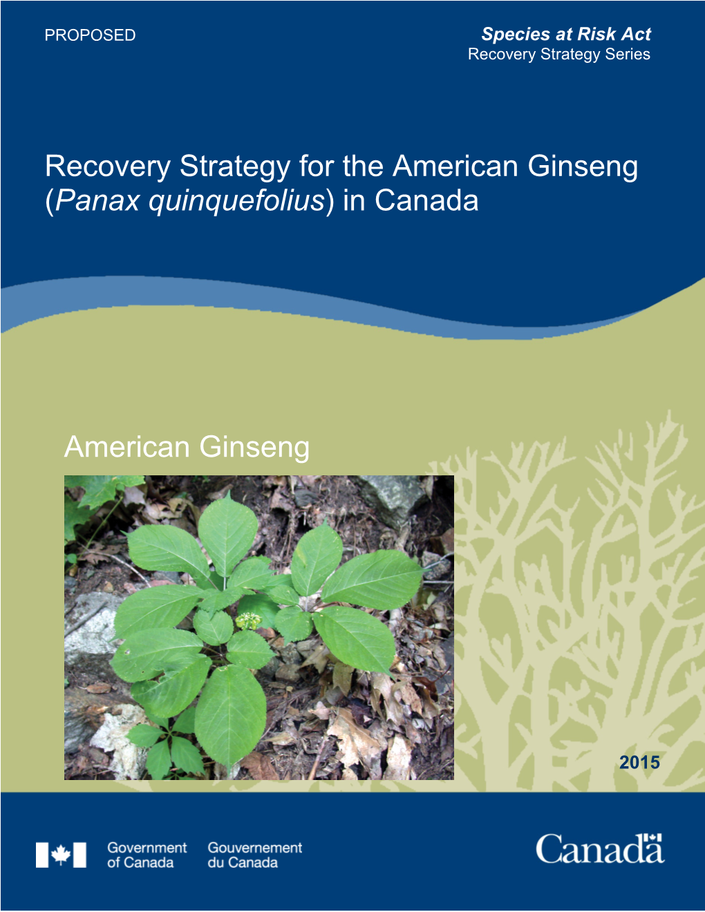 American Ginseng (Panax Quinquefolius) in Canada