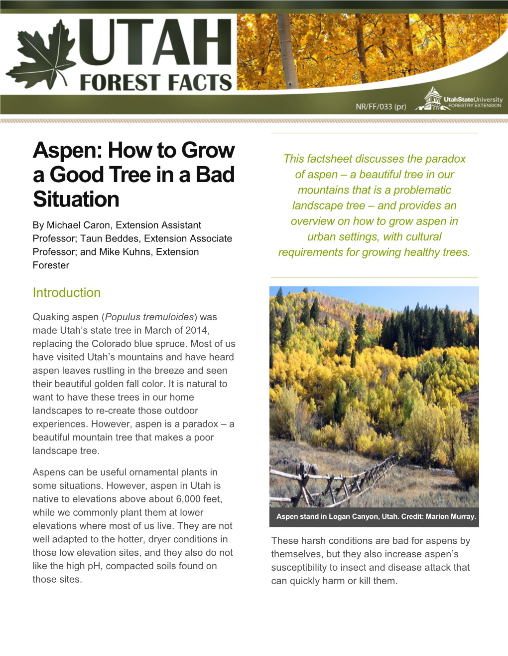 Aspen: How to Grow a Good Tree in a Bad Situation