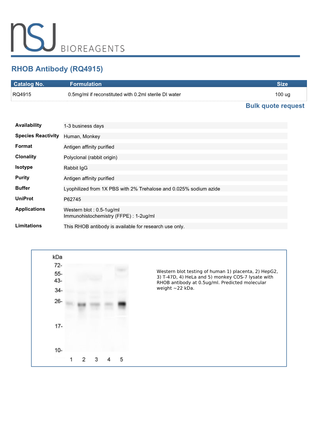 RHOB Antibody (RQ4915)