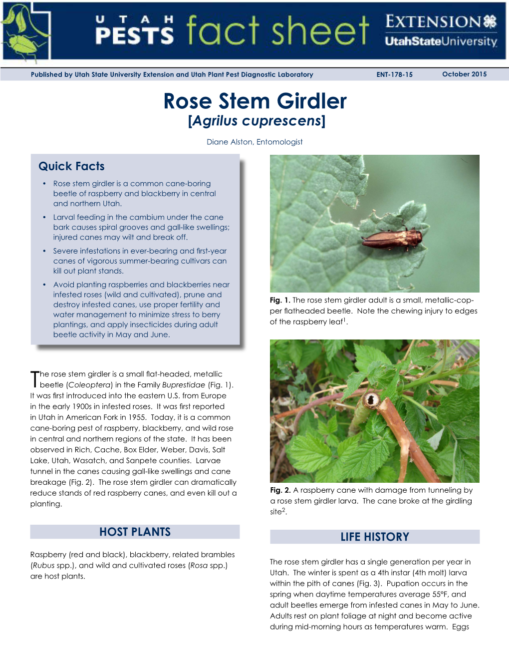 Rose Stem Girdler [Agrilus Cuprescens]