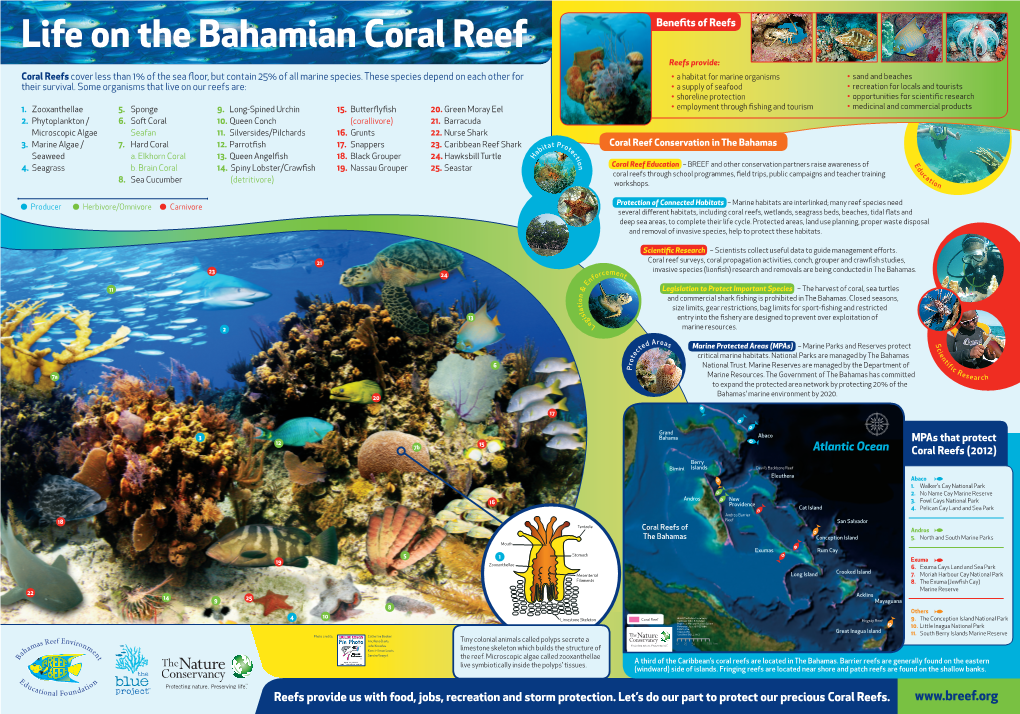 Coral Reef Benefits of Reefs Reefs Provide: Coral Reefs Cover Less Than 1% of the Sea Floor, but Contain 25% of All Marine Species