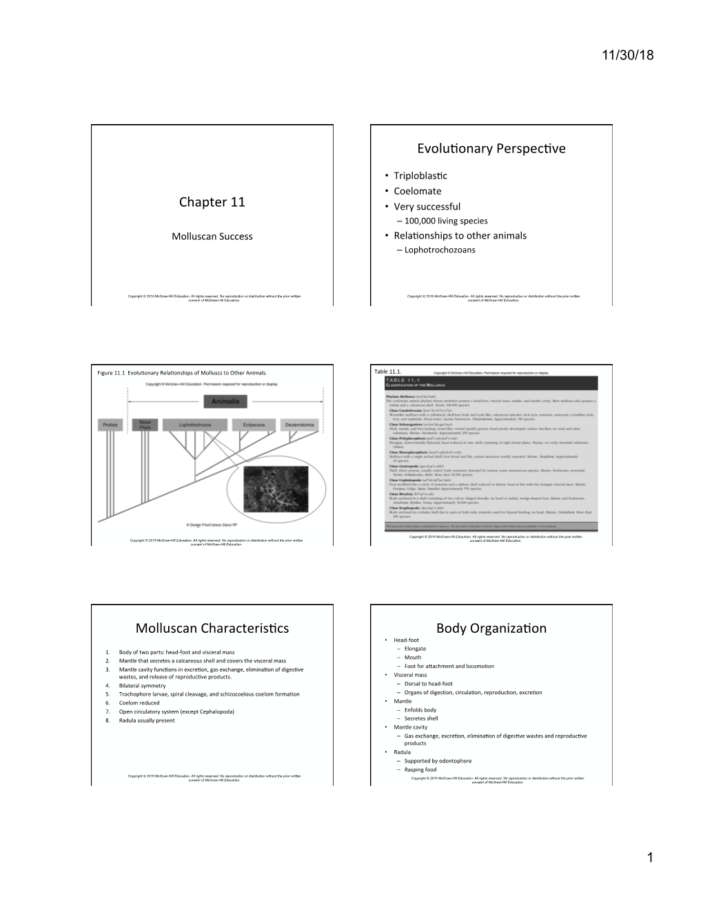 Chapter 11 Evolujonary Perspecjve Molluscan Characterisjcs Body