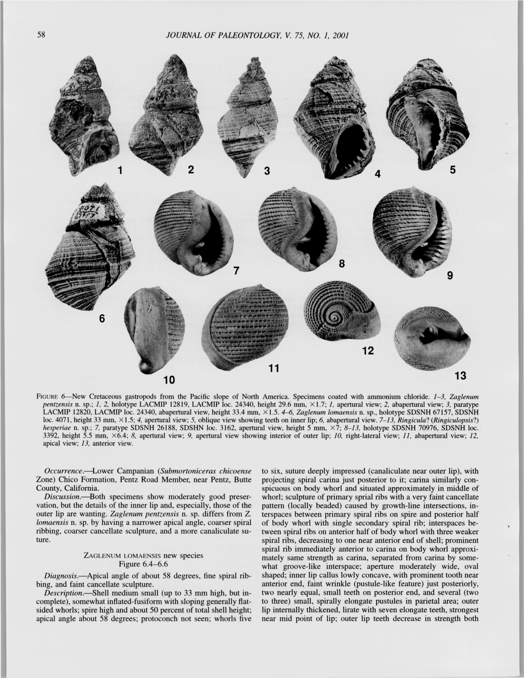 58 Journal of Paleontology, V. 75, No. 1, 2001 Figure 6