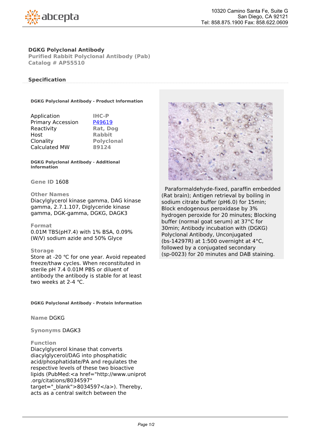 DGKG Polyclonal Antibody Purified Rabbit Polyclonal Antibody (Pab) Catalog # AP55510