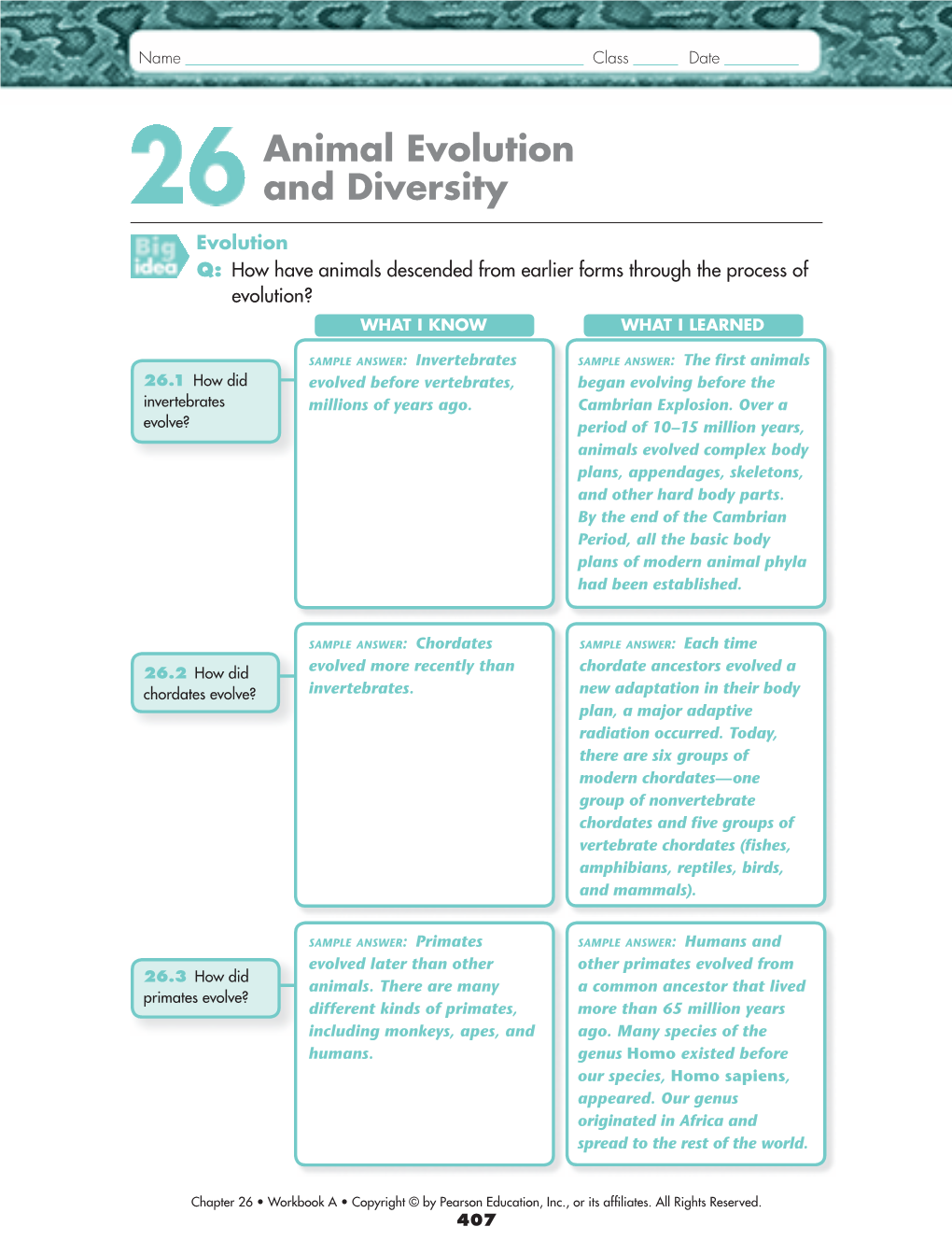 Animal Evolution and Diversity