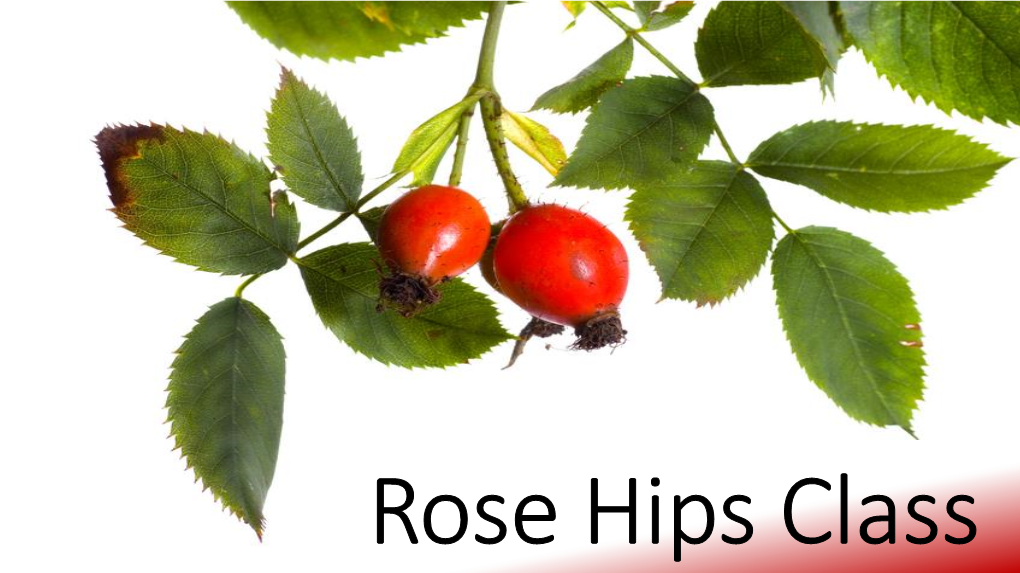 Rose Hips Class Rose Hips • Rose Hips, Also Known As Rose Hep Or Rose Haw, Is the Name for the Fruit That Blooms from a Rose Plant