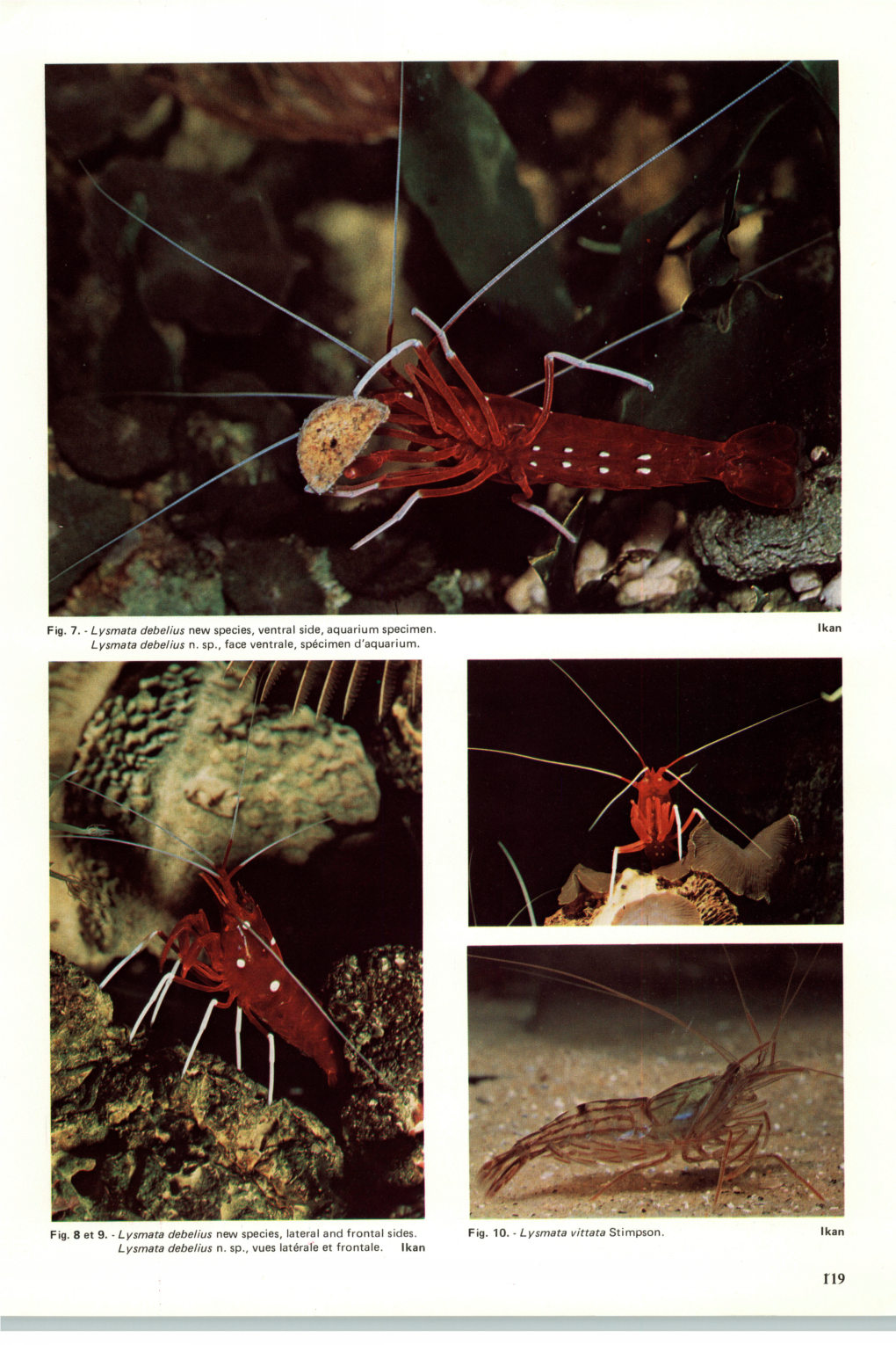 Fig. 7. - Lysmata Debelius New Species, Ventral Side, Aquarium Specimen