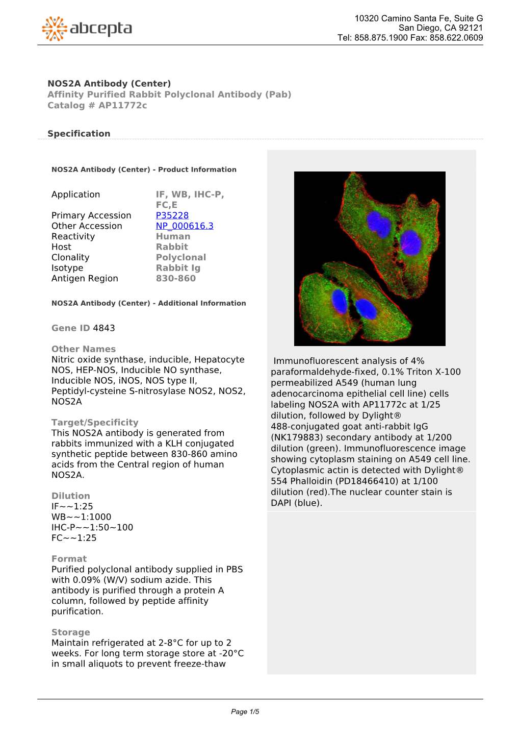 NOS2A Antibody (Center) Affinity Purified Rabbit Polyclonal Antibody (Pab) Catalog # Ap11772c