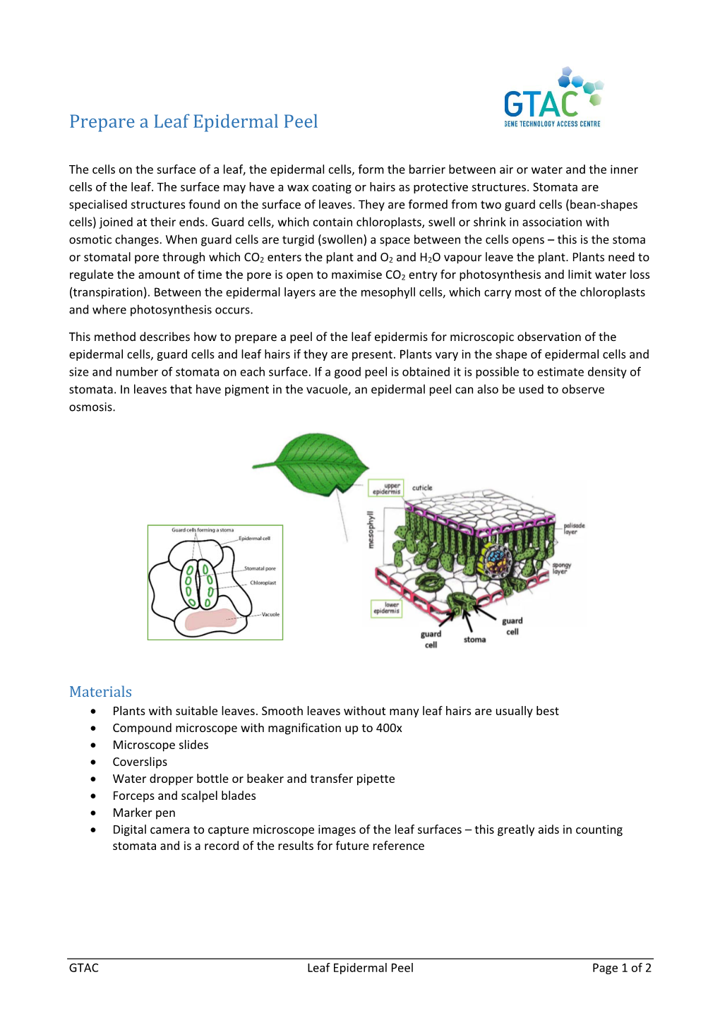 Prepare a Leaf Epidermal Peel