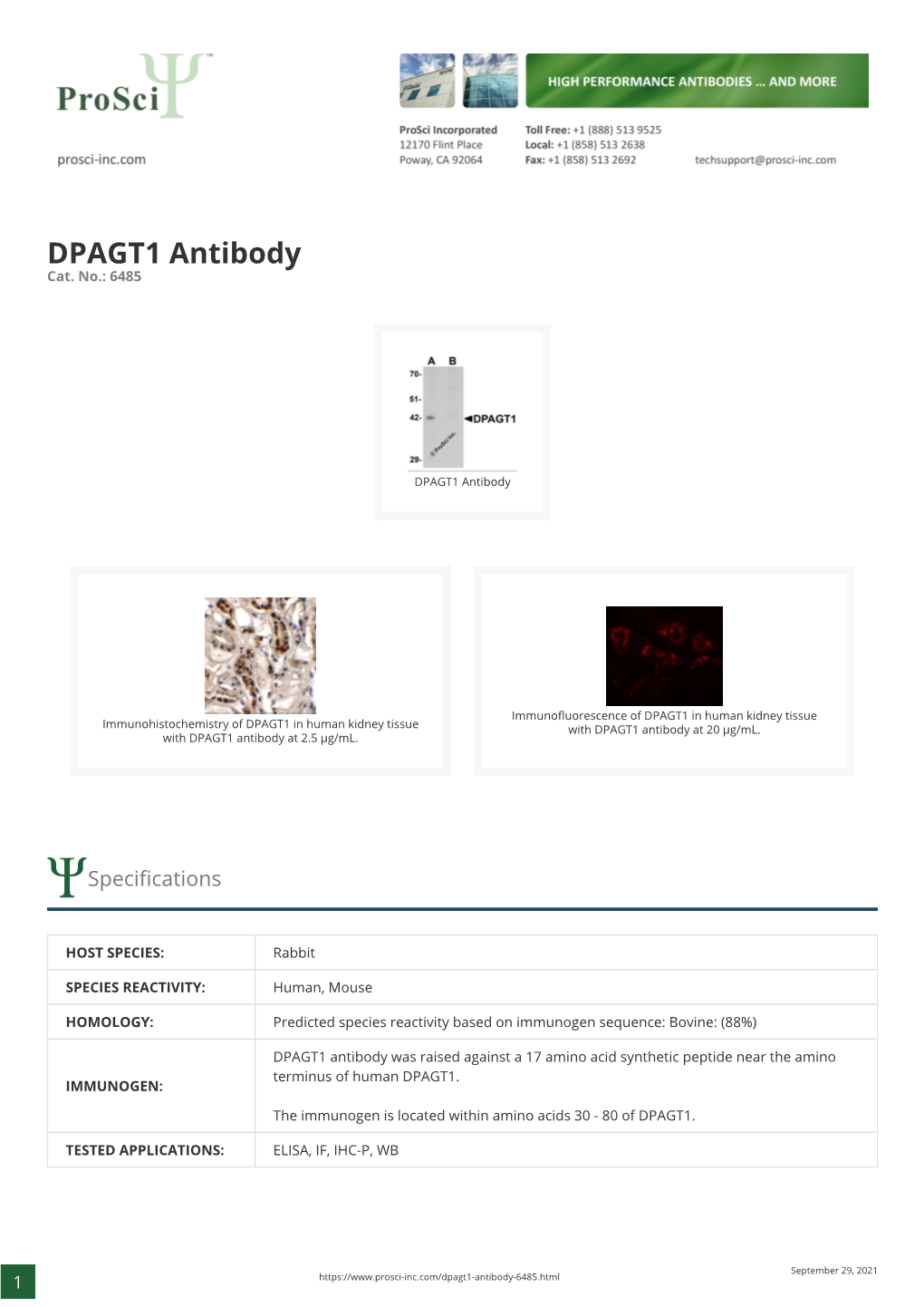 DPAGT1 Antibody Cat