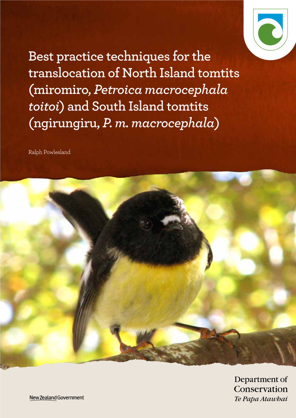 Tomtits (Miromiro, Petroica Macrocephala Toitoi) and South Island Tomtits (Ngirungiru, P