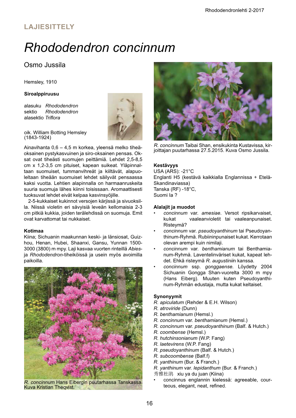 Rhododendron Concinnum Osmo Jussila