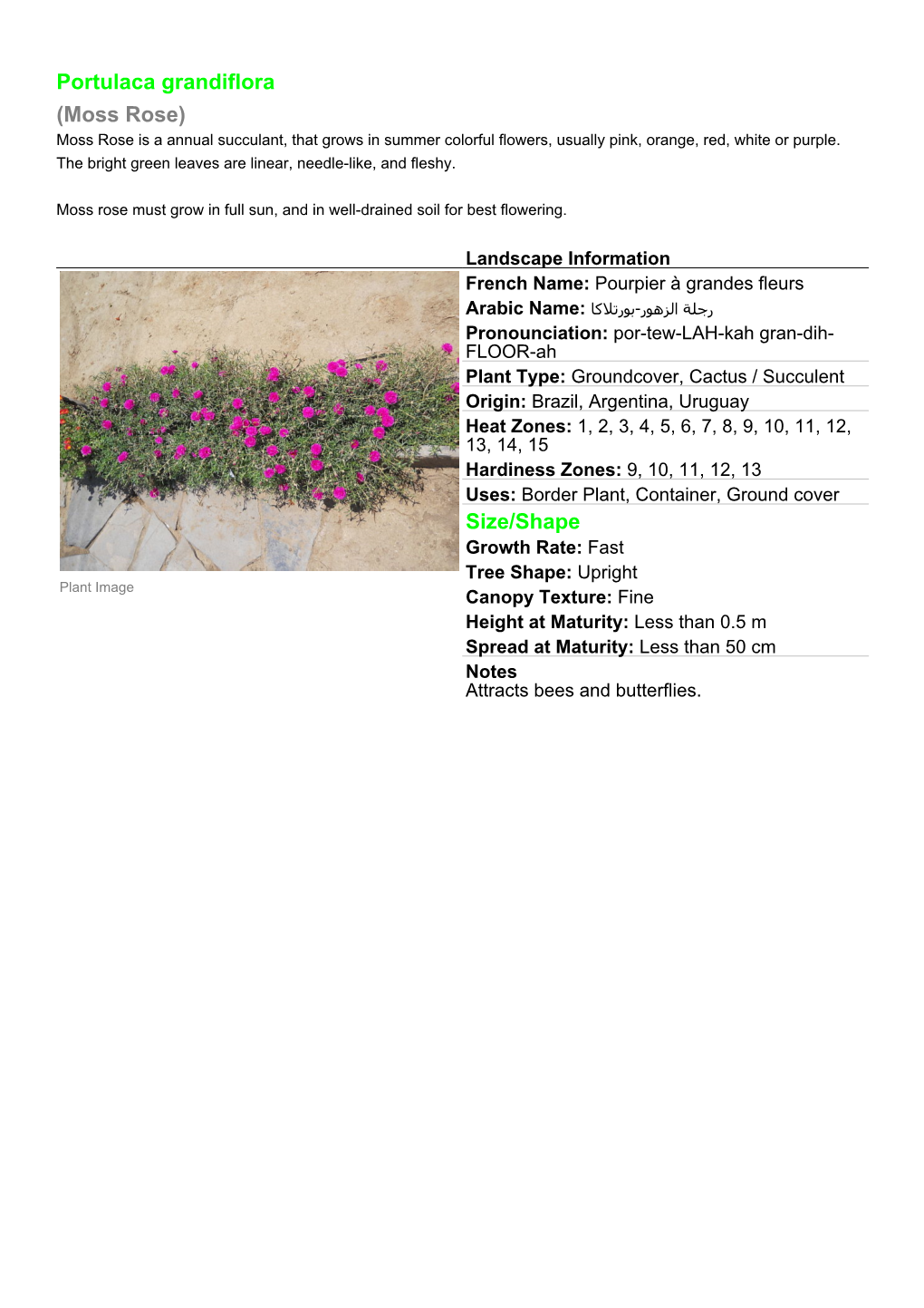 Portulaca Grandiflora (Moss Rose) Moss Rose Is a Annual Succulant, That Grows in Summer Colorful Flowers, Usually Pink, Orange, Red, White Or Purple