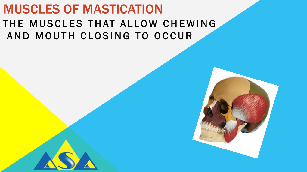 Muscles of Mastication the Muscles That Allow Chewing and Mouth Closing to Occur These Are the Four Sets of Muscles