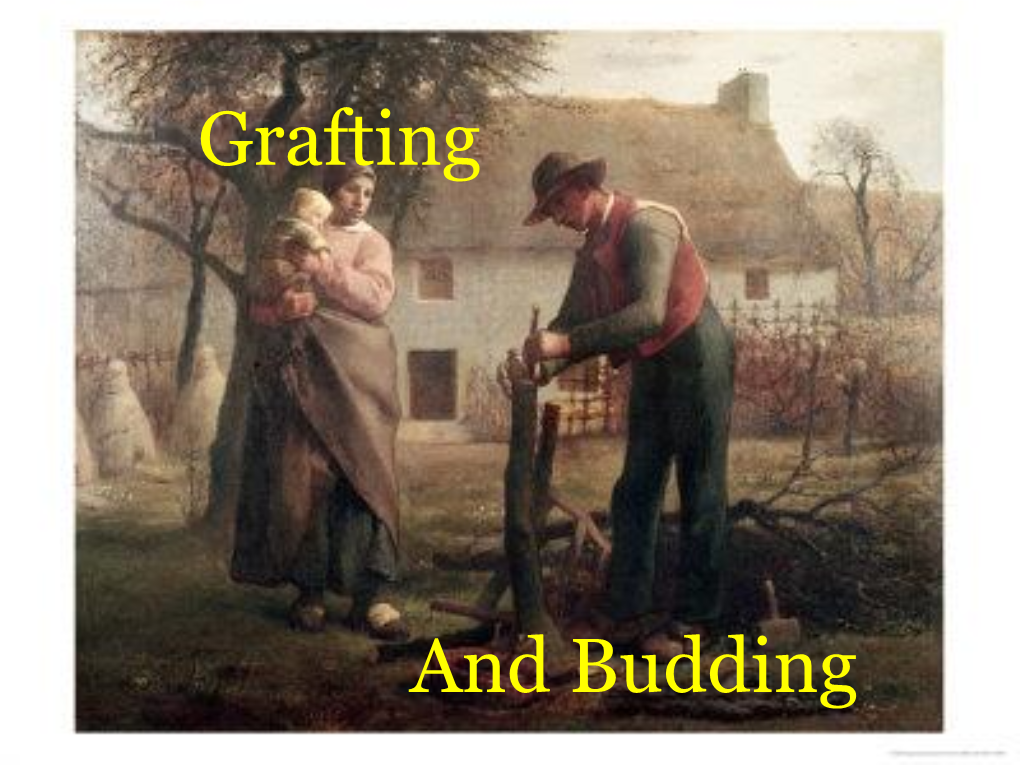 Grafting and Budding Are Methods