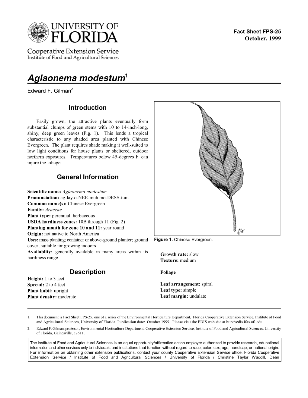 Aglaonema Modestum1