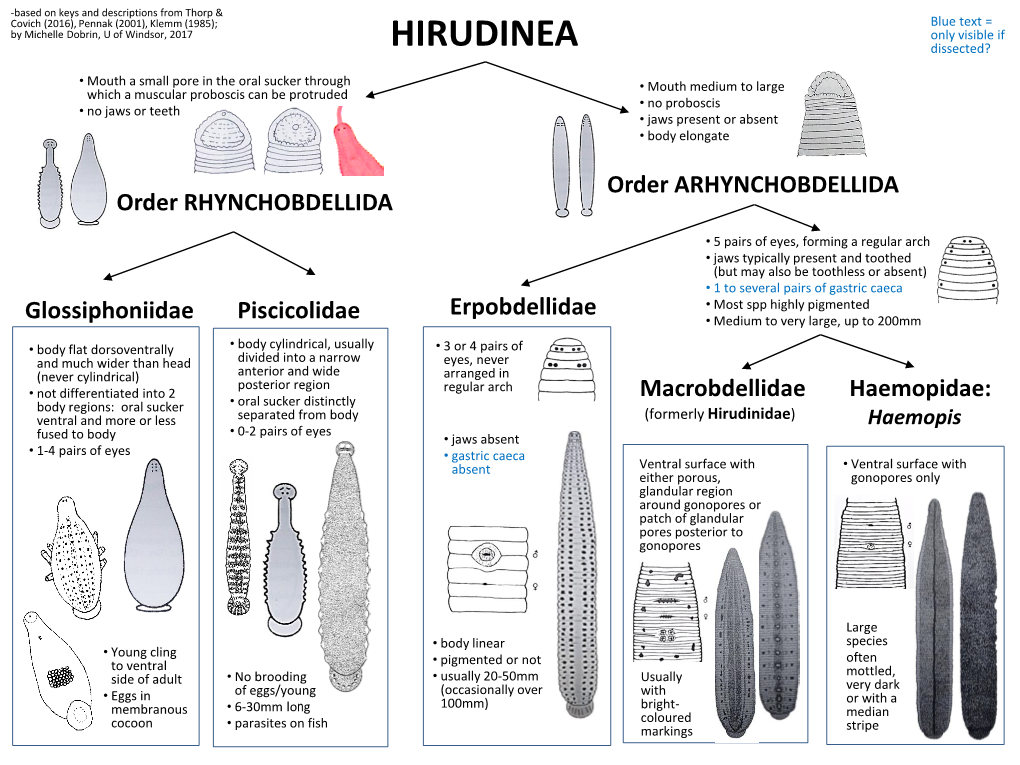 HIRUDINEA Dissected?