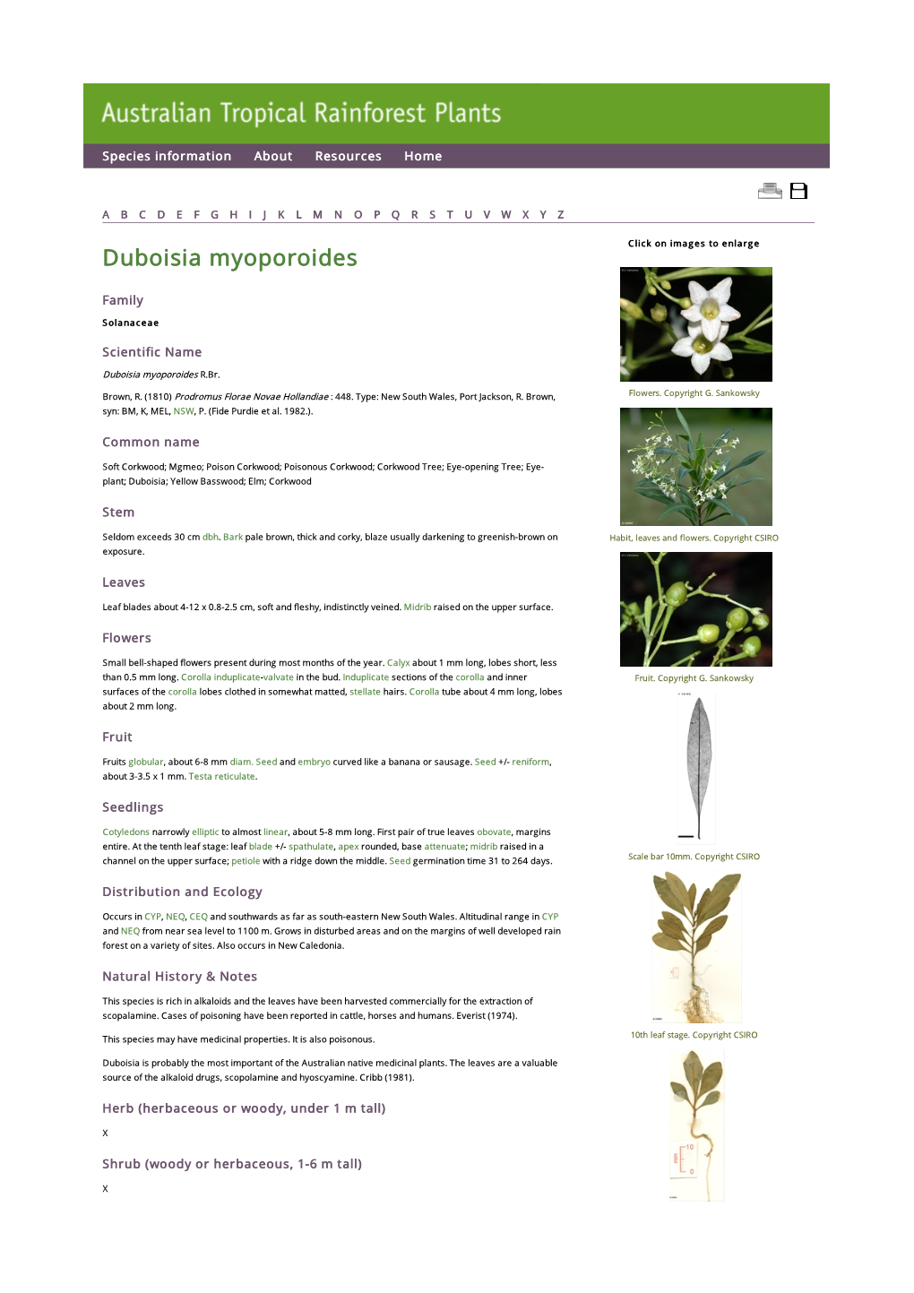 Duboisia Myoporoides Click on Images to Enlarge