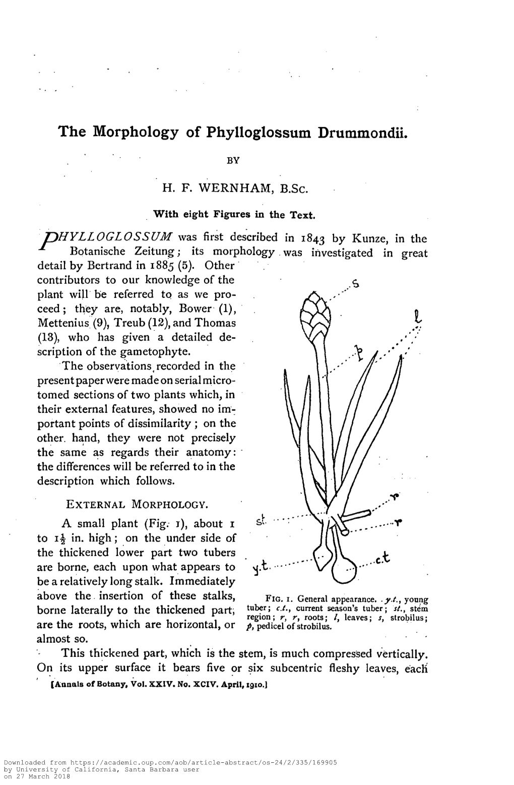 The Morphology of Phylloglossum Drummondii