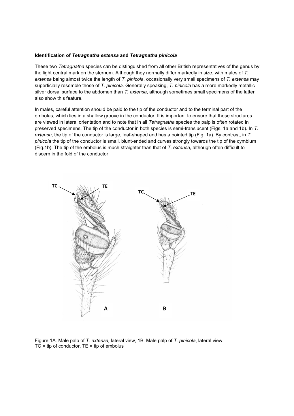 Identification of Tetragnatha Extensa and Tetragnatha Pinicola