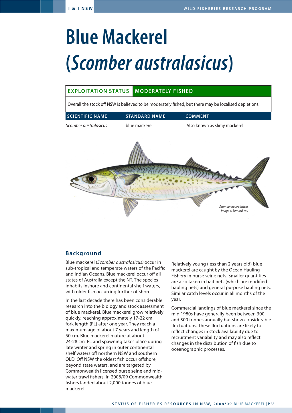 Blue Mackerel (Scomber Australasicus)