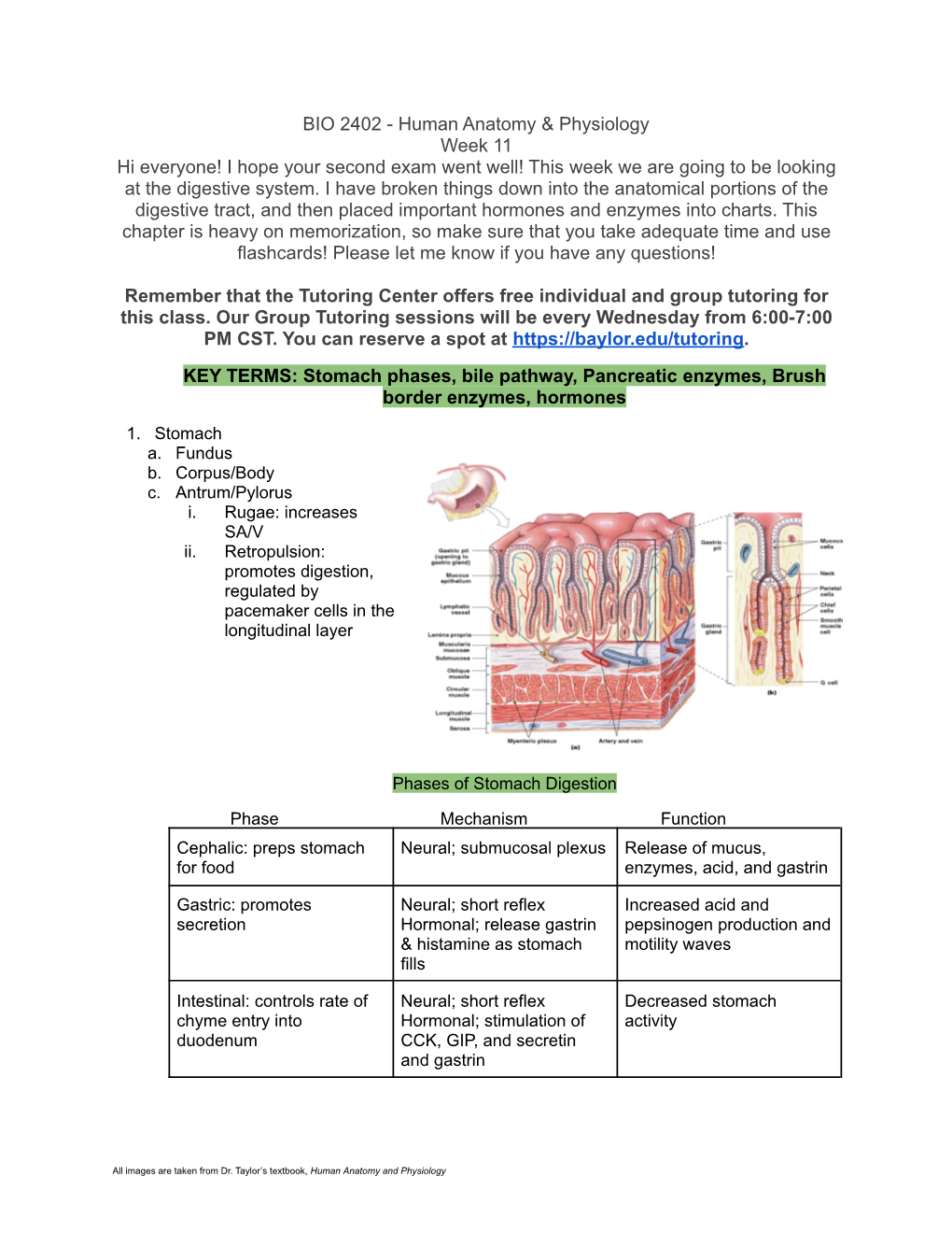 BIO 2402 - Human Anatomy & Physiology Week 11 Hi Everyone! I Hope Your Second Exam Went Well! This Week We Are Going to Be Looking at the Digestive System