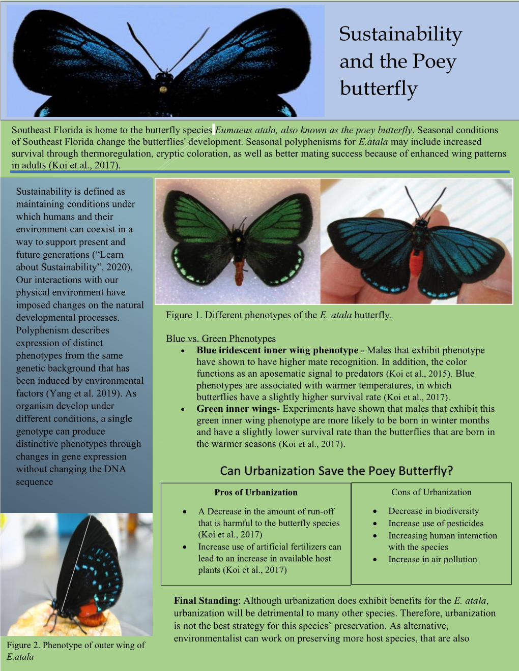 Sustainability and the Poey Butterfly