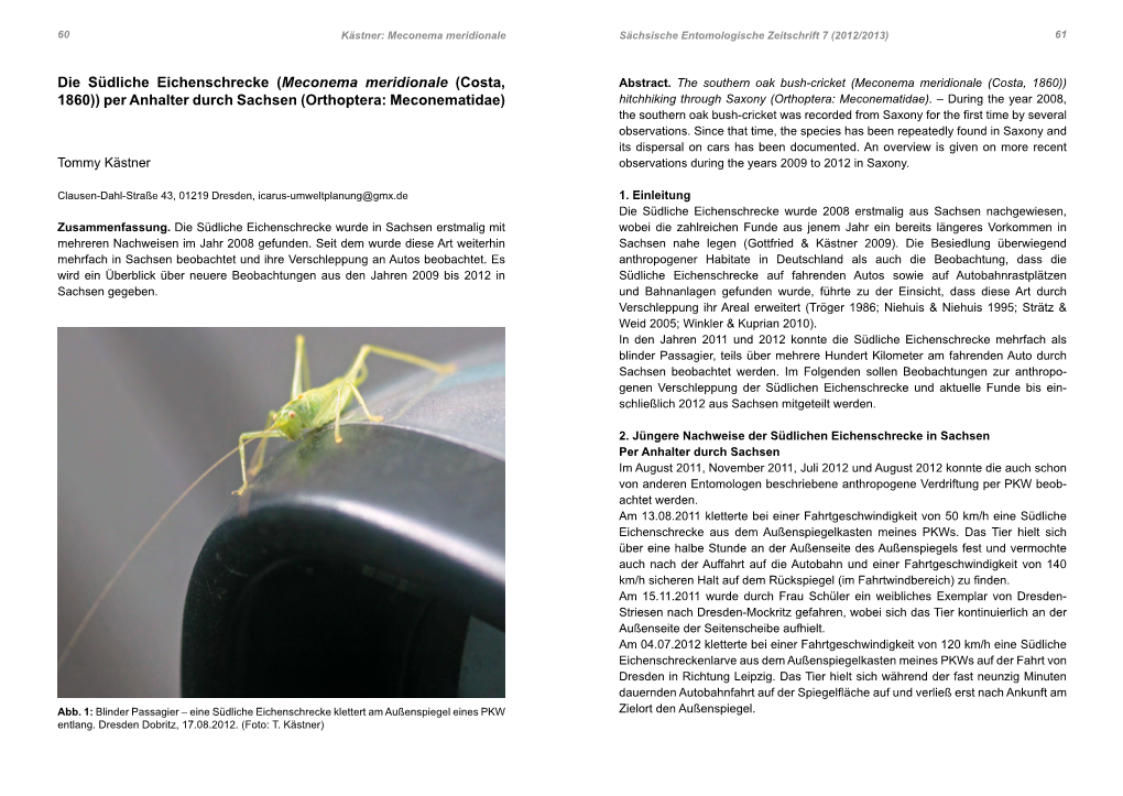 Die Südliche Eichenschrecke (Meconema Meridionale (Costa, 1860)) Per Anhalter Durch Sachsen (Orthoptera: Meconematidae)