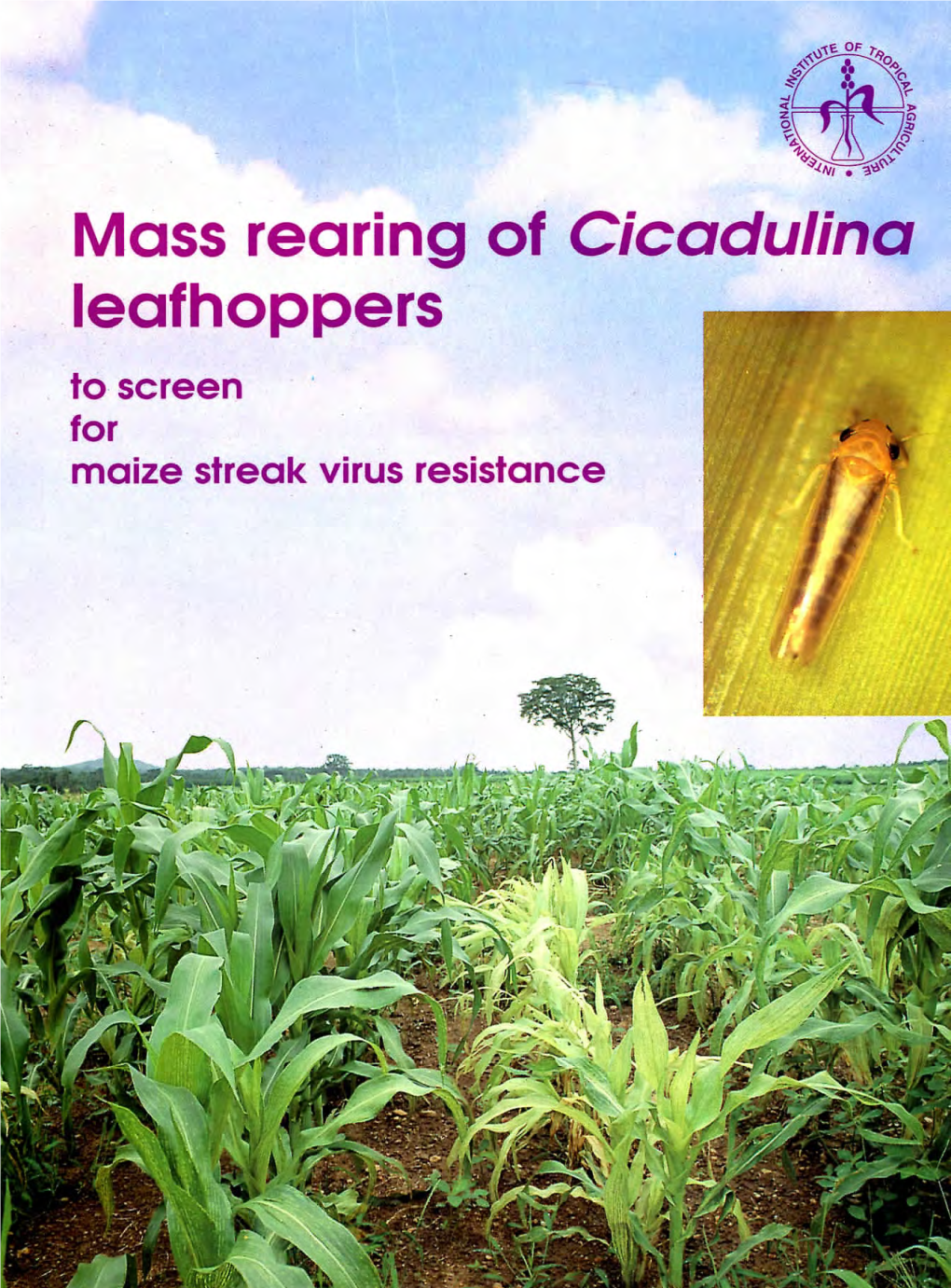 Mass Rearing of Cicadulina Leafhoppers: to Screen for Maize