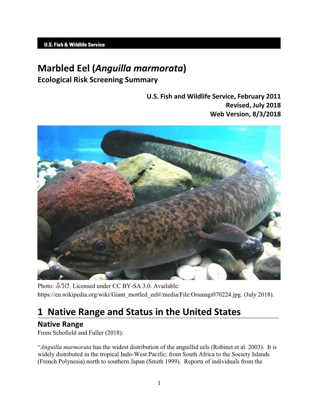 Marbled Eel (Anguilla Marmorata) Ecological Risk Screening Summary