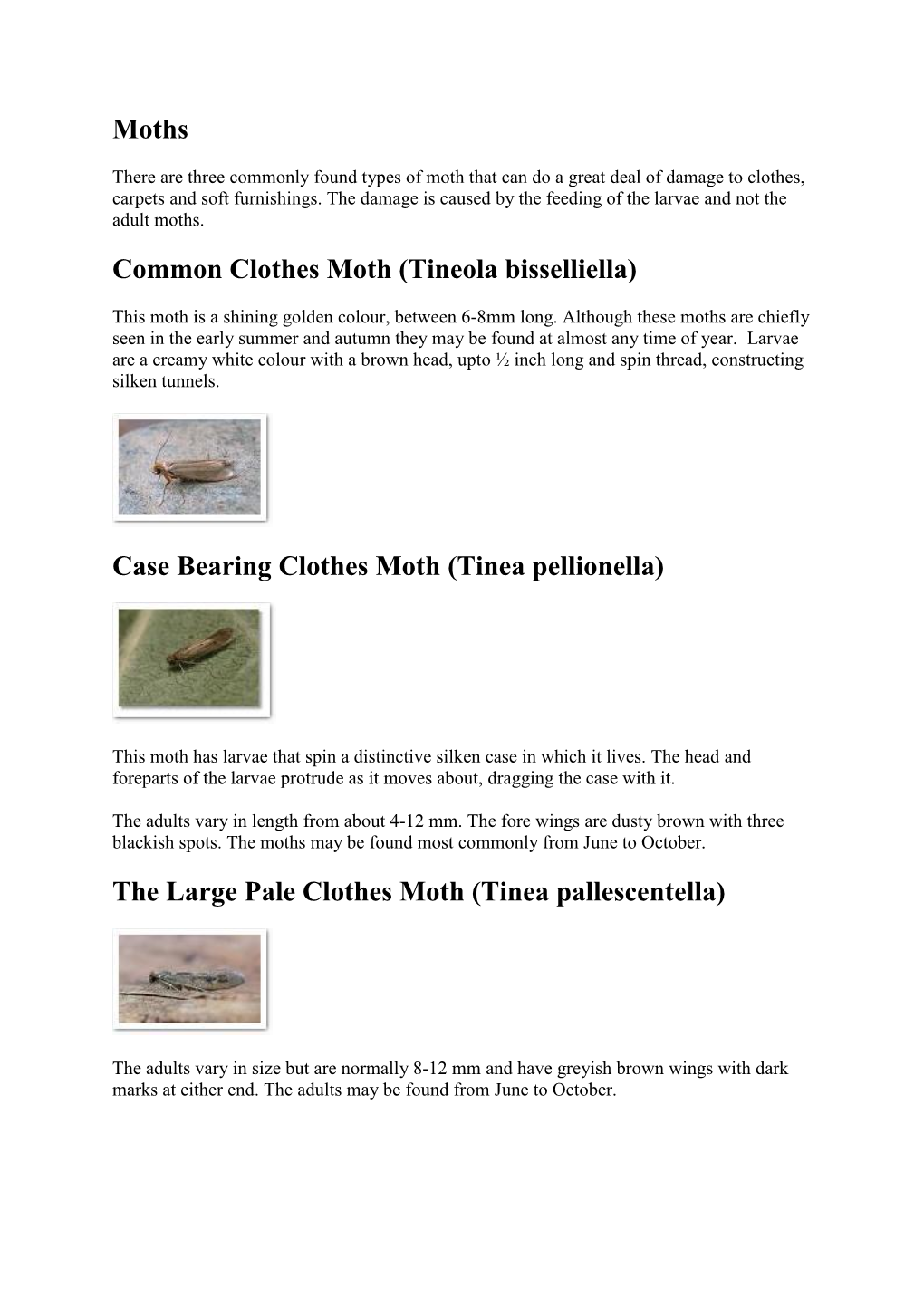 Moths Common Clothes Moth