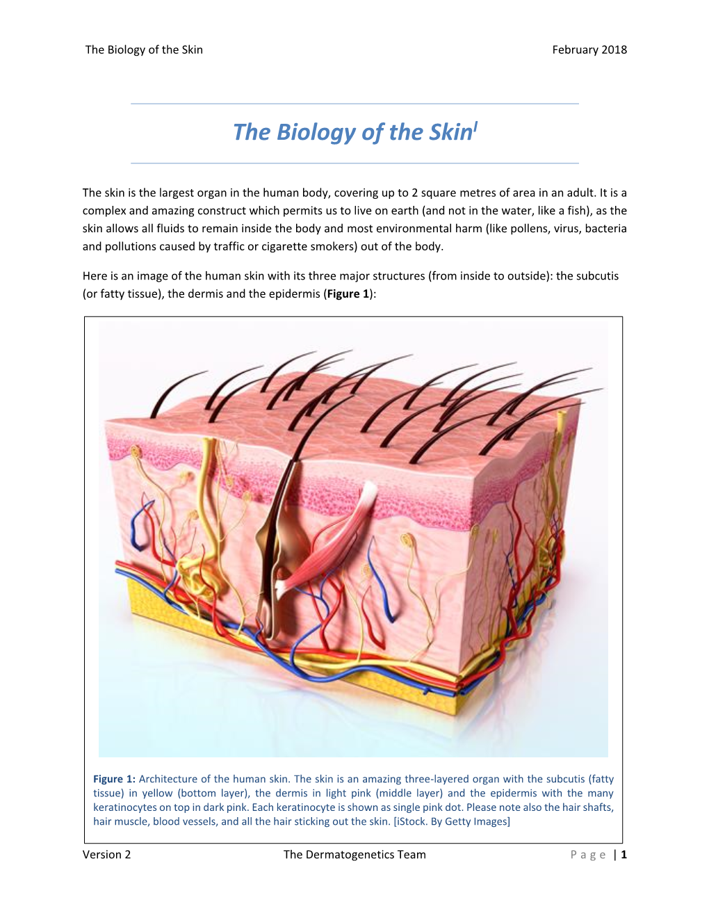 The Biology of the Skini