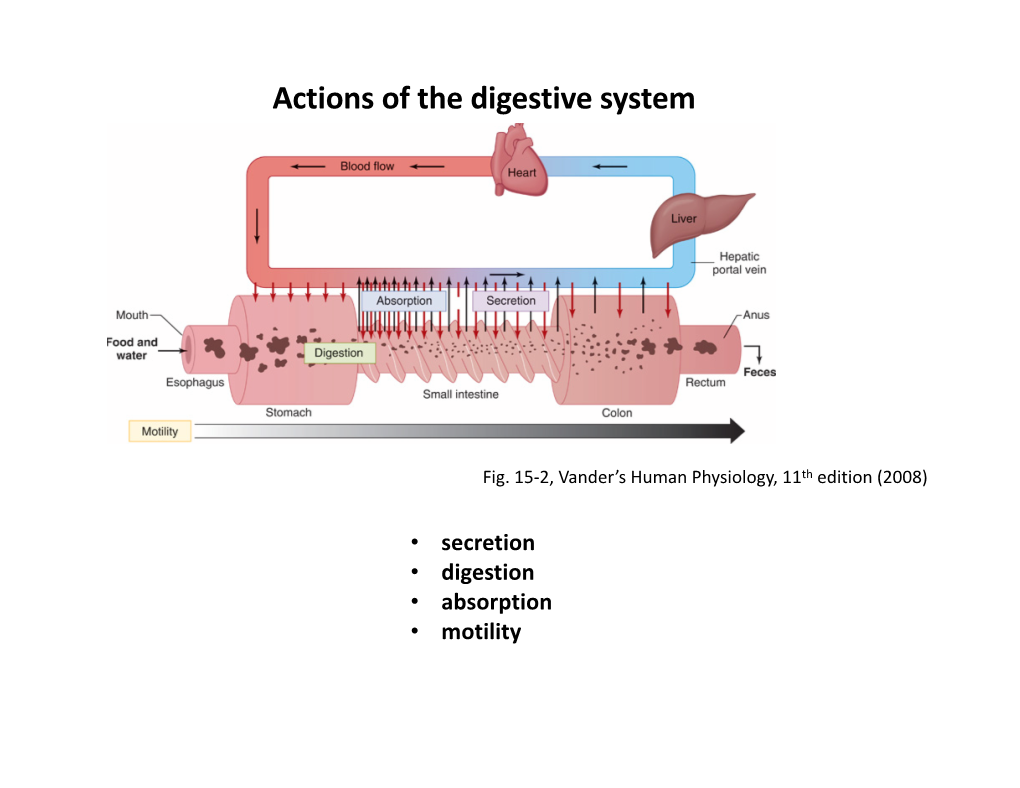 Actions of the Digestive System