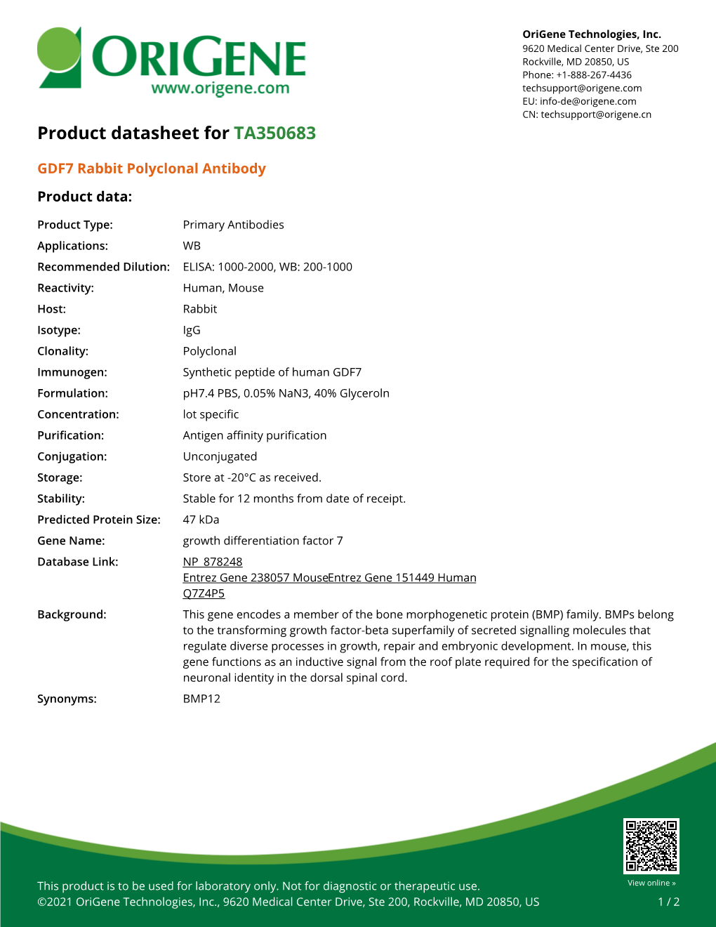 GDF7 Rabbit Polyclonal Antibody – TA350683 | Origene