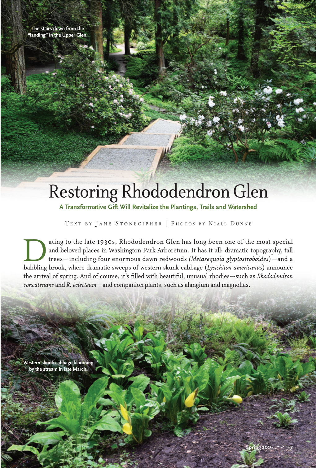 Restoring Rhododendron Glen a Transformative Gift Will Revitalize the Plantings, Trails and Watershed