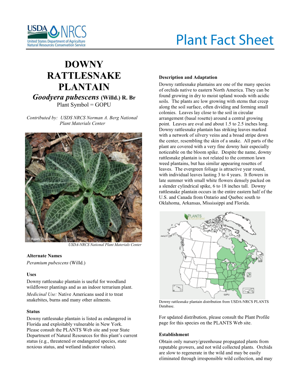 Downy Rattlesnake Plantain (Goodyera Pubescens) Plant Fact Sheet