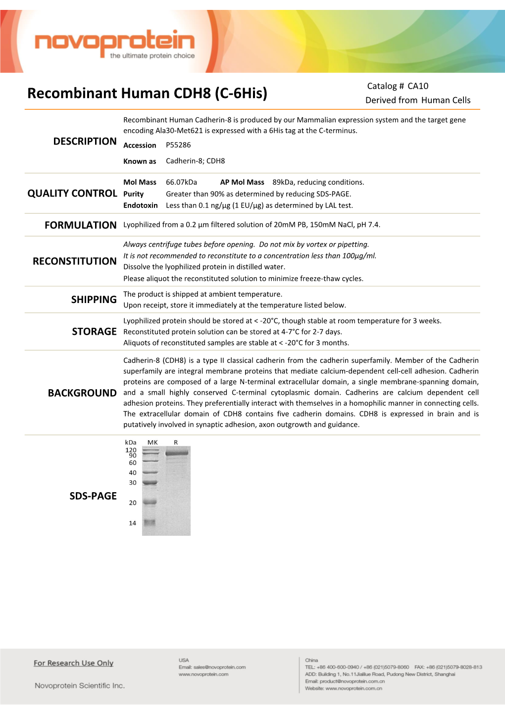 Recombinant Human CDH8 (C-6His) Derived from Human Cells