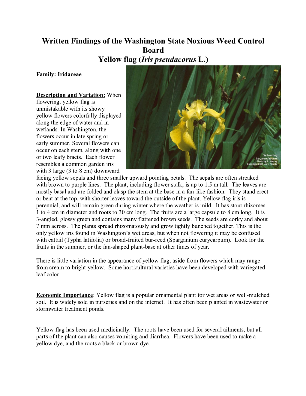 Yellow Flag Iris (Iris Pseudacorus L