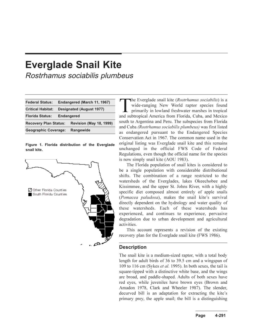 Everglade Snail Kite Rostrhamus Sociabilis Plumbeus