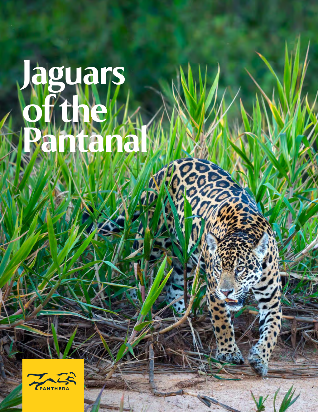 Jaguars of the Pantanal