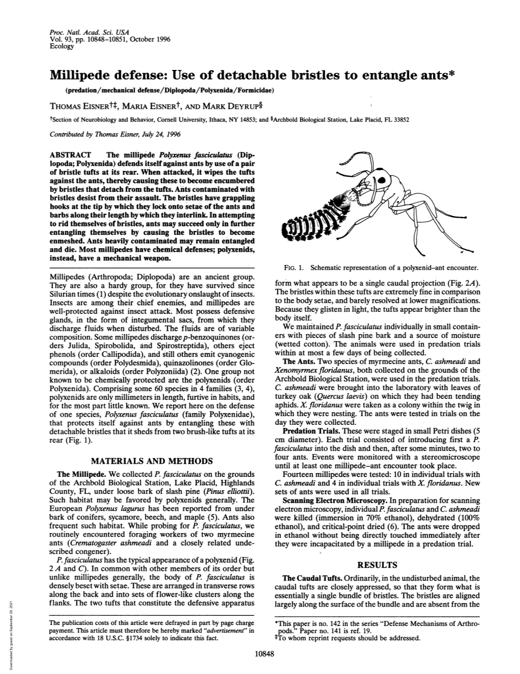 Use of Detachable Bristles to Entangle Ants