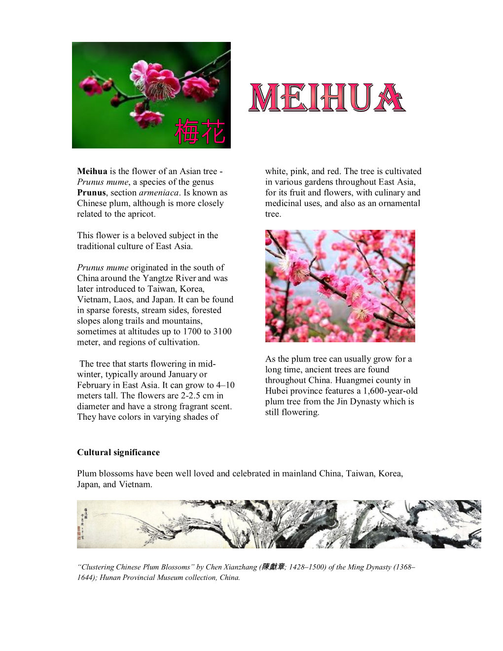 Meihua Is the Flower of an Asian Tree - White, Pink, and Red