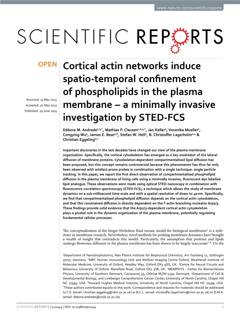 Cortical Actin Networks Induce Spatio-Temporal Confinement Of