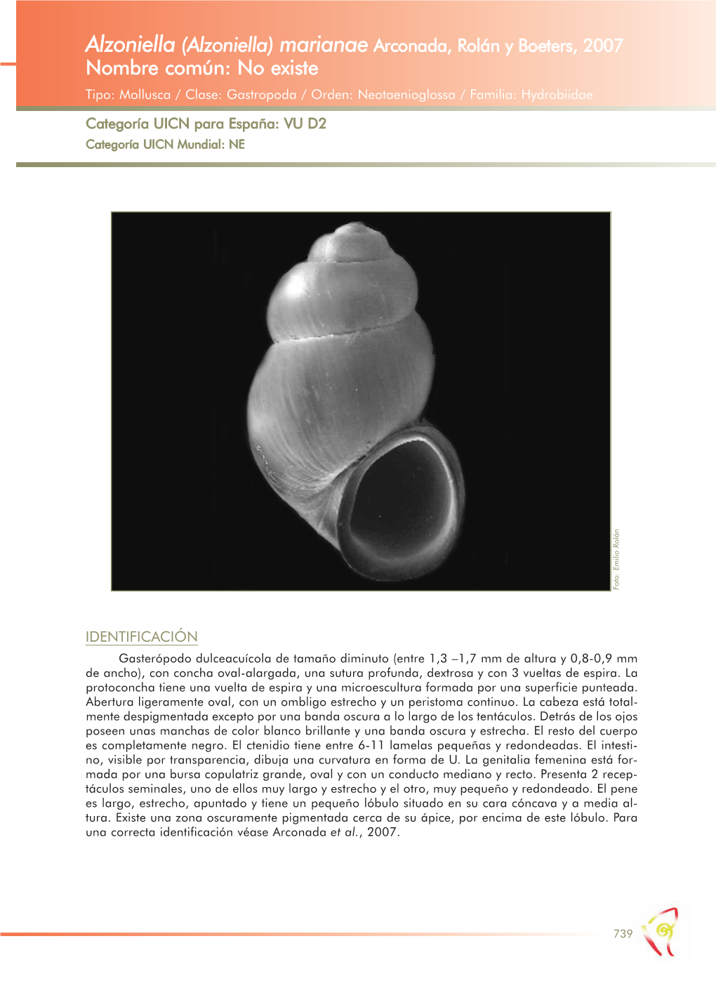 (Alzoniella) Marianae Arconada, Rolán Y Boeters, 2007 Nombre Común: No Existe Tipo: Mollusca / Clase: Gastropoda / Orden: Neotaenioglossa / Familia: Hydrobiidae