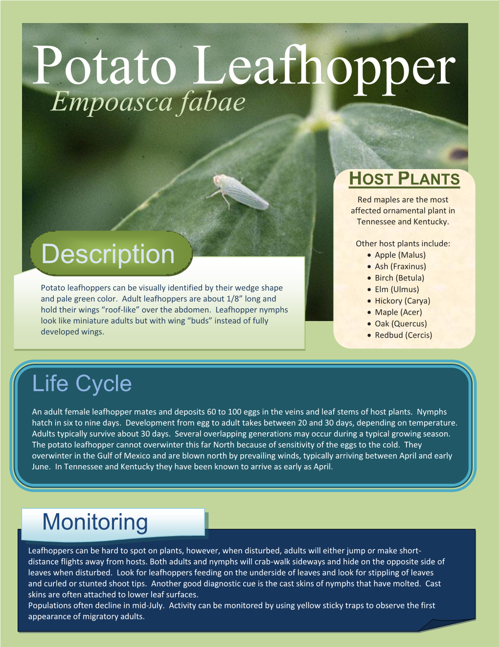 Empoasca Fabae HOST PLANTS Red Maples Are the Most Affected Ornamental Plant in Tennessee and Kentucky